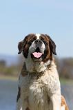 SAINT BERNARD 119